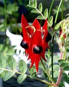 معرفی گل و گیاه >>>>>> کلیانتوس: Clianthus Formosus